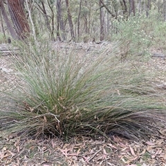 Lepidosperma urophorum at Marulan, NSW - 9 Nov 2024 09:32 AM