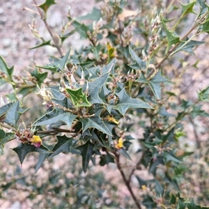 Podolobium ilicifolium at Marulan, NSW - 9 Nov 2024