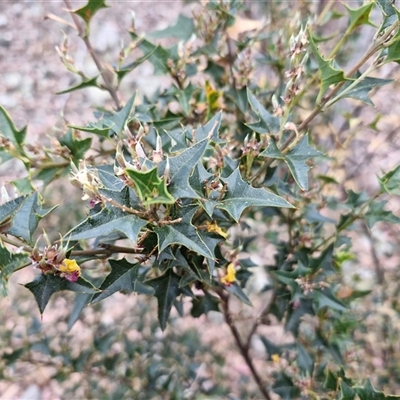 Podolobium ilicifolium (prickly shaggy-pea) at Marulan, NSW - 9 Nov 2024 by trevorpreston