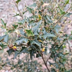 Podolobium ilicifolium at Marulan, NSW - 9 Nov 2024