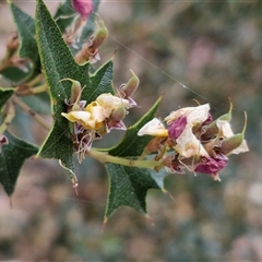 Podolobium ilicifolium at Marulan, NSW - 9 Nov 2024