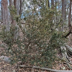 Podolobium ilicifolium at Marulan, NSW - 9 Nov 2024