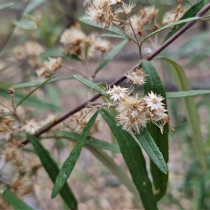 Olearia viscidula at Marulan, NSW - 9 Nov 2024 09:23 AM