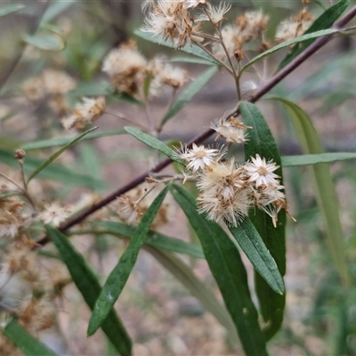 Olearia viscidula (Wallaby Weed) at Marulan, NSW - 8 Nov 2024 by trevorpreston