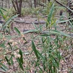 Olearia viscidula at Marulan, NSW - 9 Nov 2024 09:23 AM