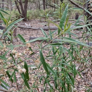 Olearia viscidula at Marulan, NSW - 9 Nov 2024 09:23 AM