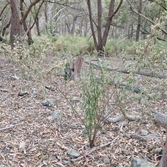 Olearia viscidula at Marulan, NSW - 9 Nov 2024 09:23 AM