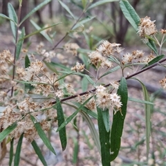 Olearia viscidula at Marulan, NSW - 9 Nov 2024