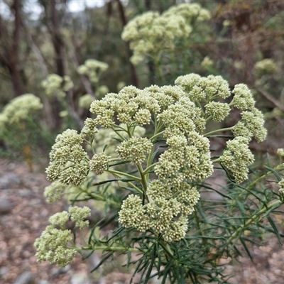 Cassinia aculeata subsp. aculeata (Dolly Bush, Common Cassinia, Dogwood) at Marulan, NSW - 9 Nov 2024 by trevorpreston