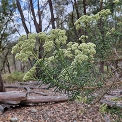 Cassinia aculeata subsp. aculeata at Marulan, NSW - 9 Nov 2024