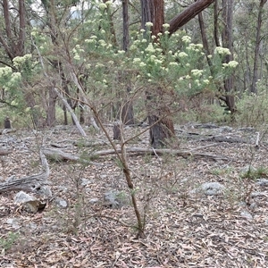 Cassinia aculeata subsp. aculeata at Marulan, NSW - 9 Nov 2024 09:22 AM