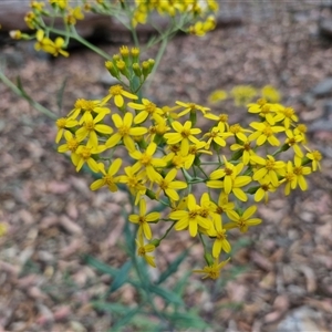 Senecio linearifolius at Marulan, NSW - 9 Nov 2024