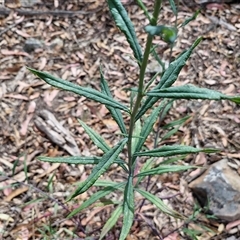 Senecio linearifolius at Marulan, NSW - 9 Nov 2024