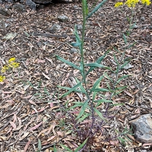 Senecio linearifolius at Marulan, NSW - 9 Nov 2024