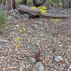 Senecio linearifolius at Marulan, NSW - 9 Nov 2024