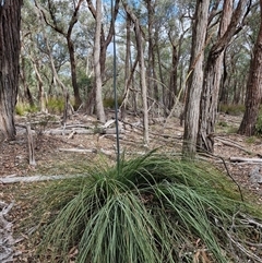 Xanthorrhoea concava (Grass Tree) at Marulan, NSW - 9 Nov 2024 by trevorpreston