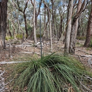 Xanthorrhoea concava at Marulan, NSW - suppressed