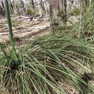 Xanthorrhoea concava at Marulan, NSW - suppressed