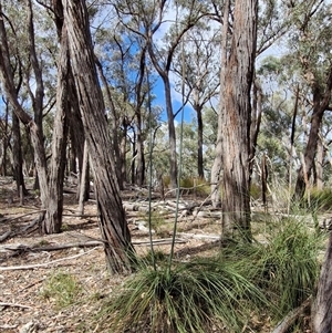 Xanthorrhoea concava at Marulan, NSW - suppressed