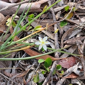 Thelionema caespitosum at Marulan, NSW - 9 Nov 2024