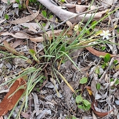 Thelionema caespitosum at Marulan, NSW - 9 Nov 2024 09:11 AM