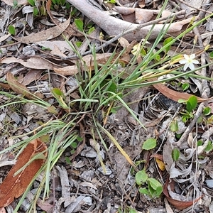 Thelionema caespitosum at Marulan, NSW - 9 Nov 2024