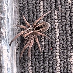 Tasmanicosa sp. (genus) (Tasmanicosa wolf spider) at Blaxlands Creek, NSW - 9 Nov 2024 by VickiC