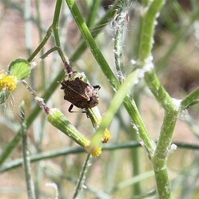 Oncocoris geniculatus (A shield bug) at Lyons, ACT - 8 Nov 2024 by ran452