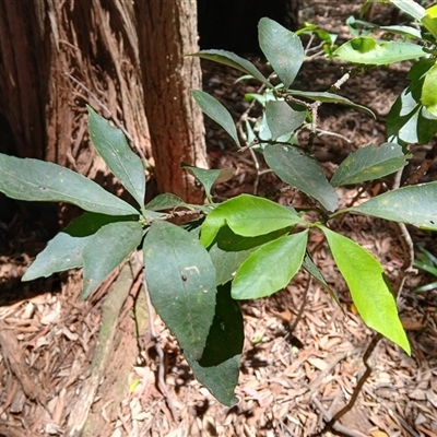 Denhamia celastroides (Denhamia, Orange Box Thorn) at Macquarie Pass, NSW - 8 Nov 2024 by plants