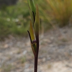 Orthoceras strictum (Horned Orchid) at Yellow Pinch, NSW - 29 Dec 2024 by BethanyDunne