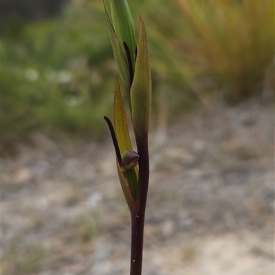 Orthoceras strictum at Yellow Pinch, NSW - 8 Nov 2024 by BethanyDunne