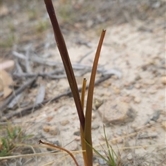 Orthoceras strictum at Yellow Pinch, NSW - 29 Dec 2024