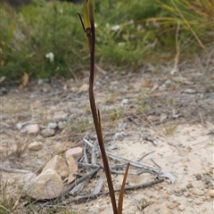 Orthoceras strictum at Yellow Pinch, NSW - 29 Dec 2024