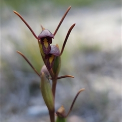 Orthoceras strictum at Yellow Pinch, NSW - 29 Dec 2024