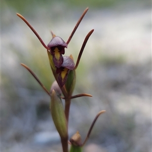 Orthoceras strictum at Yellow Pinch, NSW - 29 Dec 2024