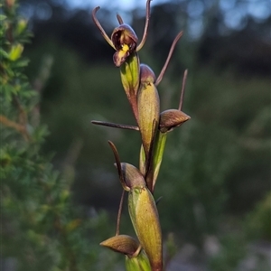 Orthoceras strictum at Yellow Pinch, NSW - 29 Dec 2024