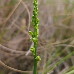 Microtis parviflora at Yellow Pinch, NSW - suppressed