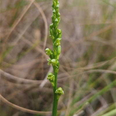 Microtis parviflora (Slender Onion Orchid) at Yellow Pinch, NSW - 9 Nov 2024 by BethanyDunne