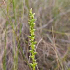 Microtis parviflora at Yellow Pinch, NSW - suppressed