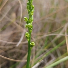 Microtis parviflora at Yellow Pinch, NSW - suppressed