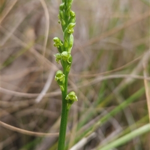 Microtis parviflora at Yellow Pinch, NSW - suppressed