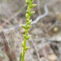 Microtis sp. (Onion Orchid) at Yellow Pinch, NSW - 8 Nov 2024 by BethanyDunne