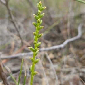 Microtis sp. at Yellow Pinch, NSW - suppressed