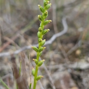 Microtis sp. at Yellow Pinch, NSW - 9 Nov 2024