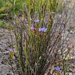 Dampiera stricta (Blue Dampiera) at Yellow Pinch, NSW - 8 Nov 2024 by BethanyDunne