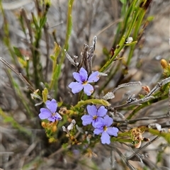 Dampiera stricta at Yellow Pinch, NSW - 9 Nov 2024