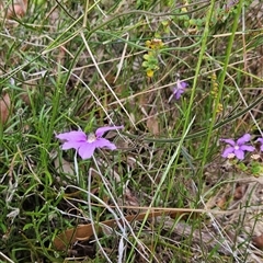 Scaevola ramosissima (Hairy Fan-flower) at Yellow Pinch, NSW - 8 Nov 2024 by BethanyDunne