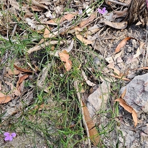 Scaevola ramosissima at Yellow Pinch, NSW - 9 Nov 2024 07:23 AM