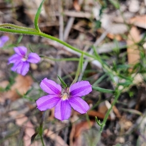 Scaevola ramosissima at Yellow Pinch, NSW - 9 Nov 2024 07:23 AM