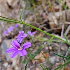 Scaevola ramosissima at Yellow Pinch, NSW - 9 Nov 2024